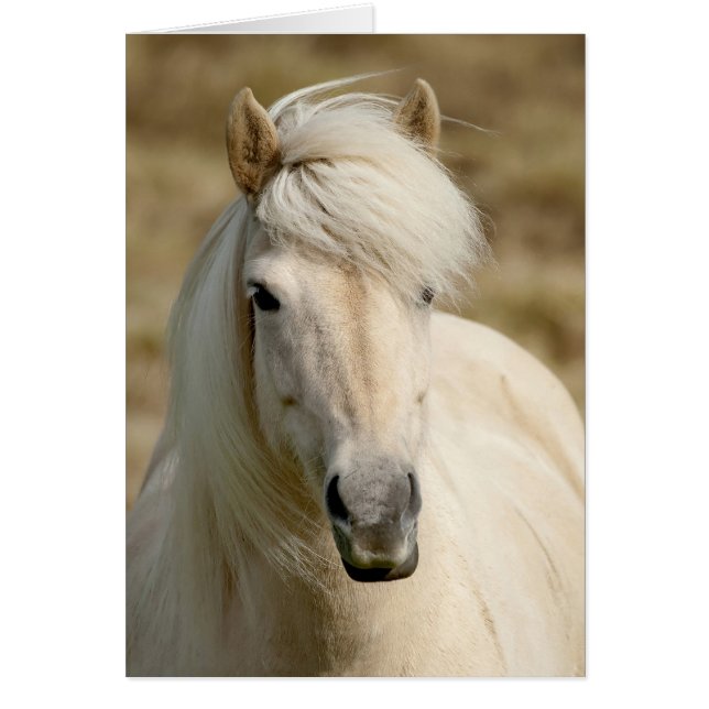 Pony blanc (Devant)