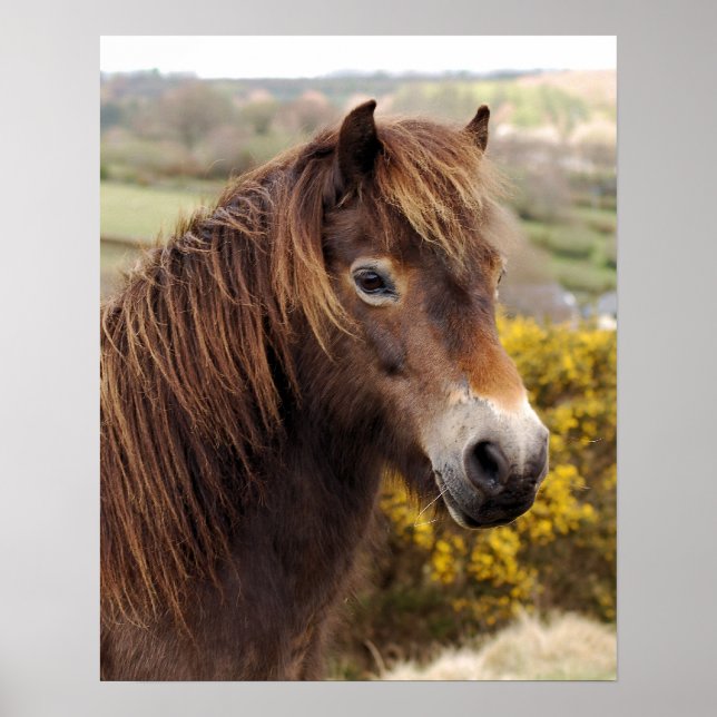 Pony Exmoor Poster (Front)