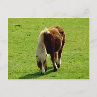 Pony Grazing in Field Postcard