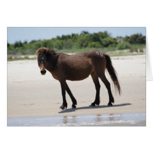Pony in Charge