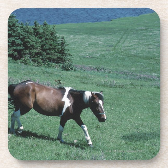 Pony in pasture coaster (Front)