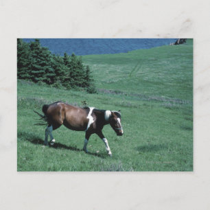 Pony in pasture postcard