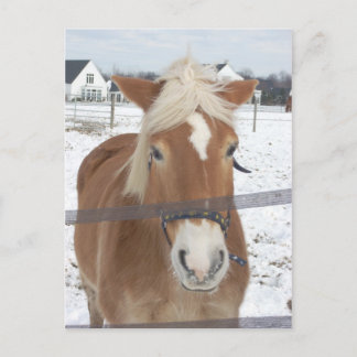 Pony in Winter Postcard