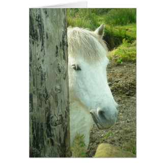 Pony irlandais