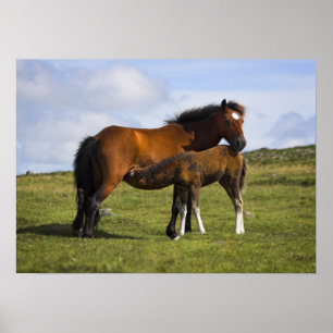Pony Mare Feeding Foin print affiche