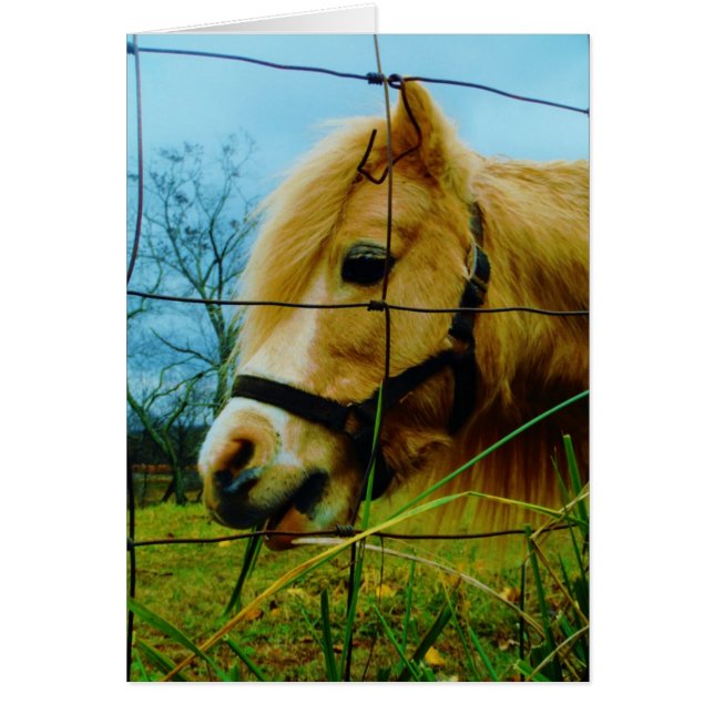 Pony miniature blond / Cheval Ciel bleu (Devant)