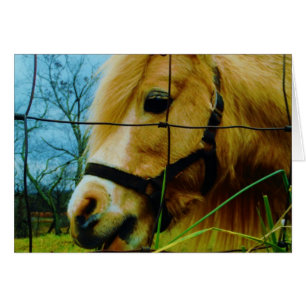 Pony miniature blond / Cheval Ciel bleu
