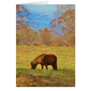 Pony miniature Brown