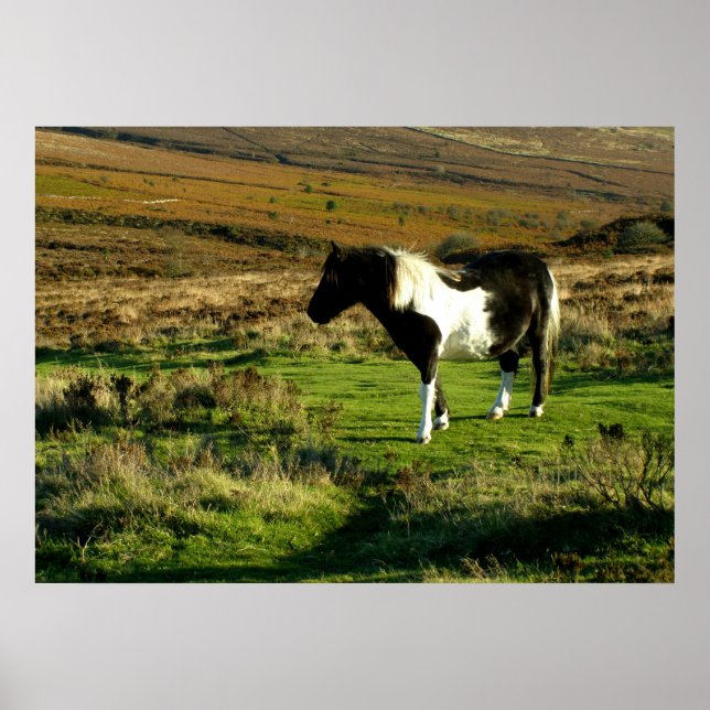 Pony on Dartmoor Poster (Front)