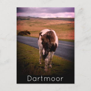 Pony on the Road in Dartmoor National Park Holiday Postcard