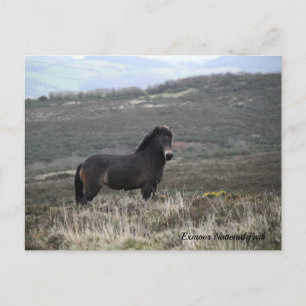 Pony Photo Exmoor National Park, Postcard