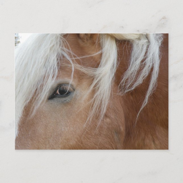 Pony postcard (Front)