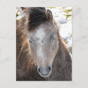 Pony Postcard