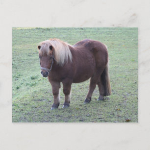 Pony Postcard
