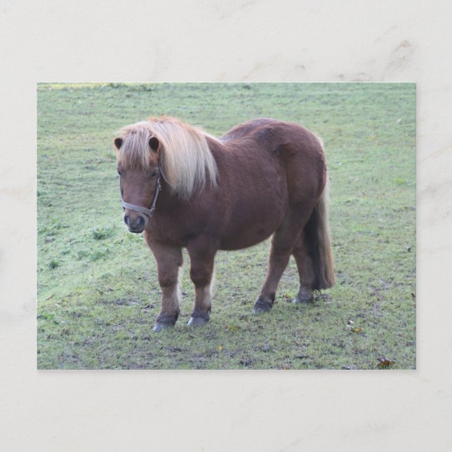 Pony Postcard (Front)