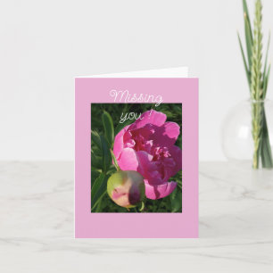 Pony Rose - Carte de vous manquante