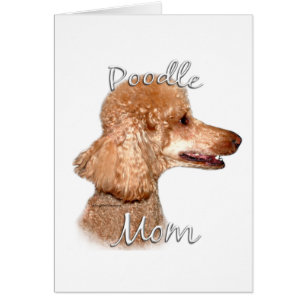 Poodle (abricot) Maman 2