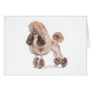 Poodle — Afficher le manteau