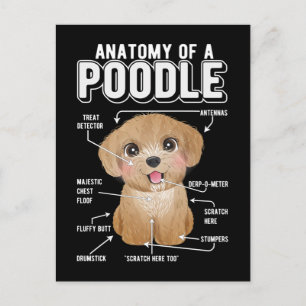 Poodle Anatomy Funny Dog Postcard
