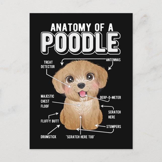 Poodle Anatomy Funny Dog Postcard (Front)