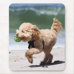 Poodle - Apricot - Poodle Play Mouse Pad