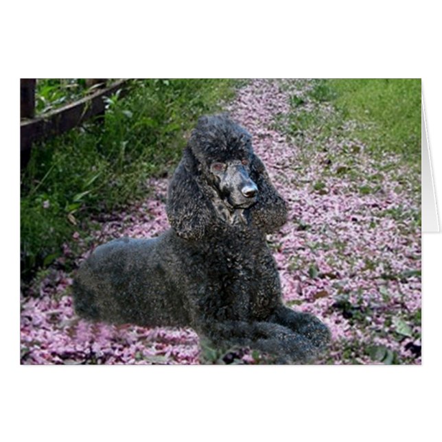 Poodle Black Card Flowers (Devant horizontal)