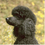 poodle black photo sculpture keychain<br><div class="desc">p</div>