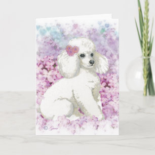 Poodle blanc dans la carte d'impression Art Lilacs