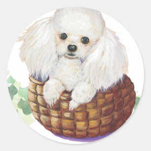 Poodle blanc dans le panier Art Imprimer Stickers 