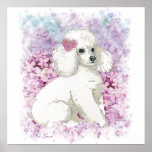Poodle blanc dans Lilacs Poster Imprimer