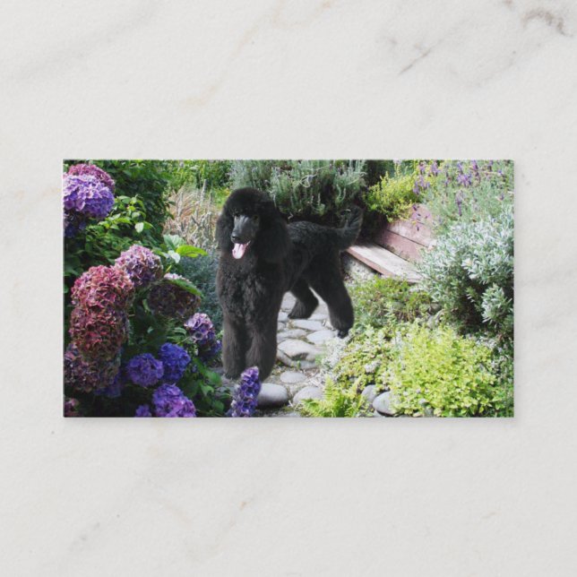 Poodle Breeder Business Card (Front)