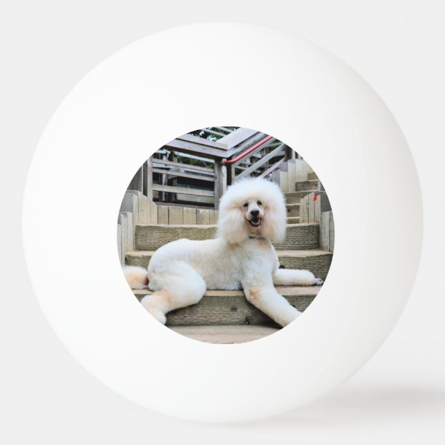 Poodle - Brulee - Trainer Ping Pong Ball (Front)