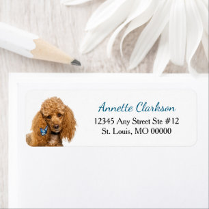 Poodle Chien Papillon Abricot Adresse de Retour Me