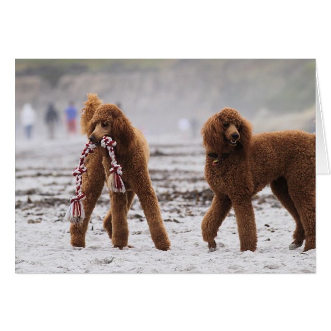 Poodle Day 2010 #10 (Front Horizontal)