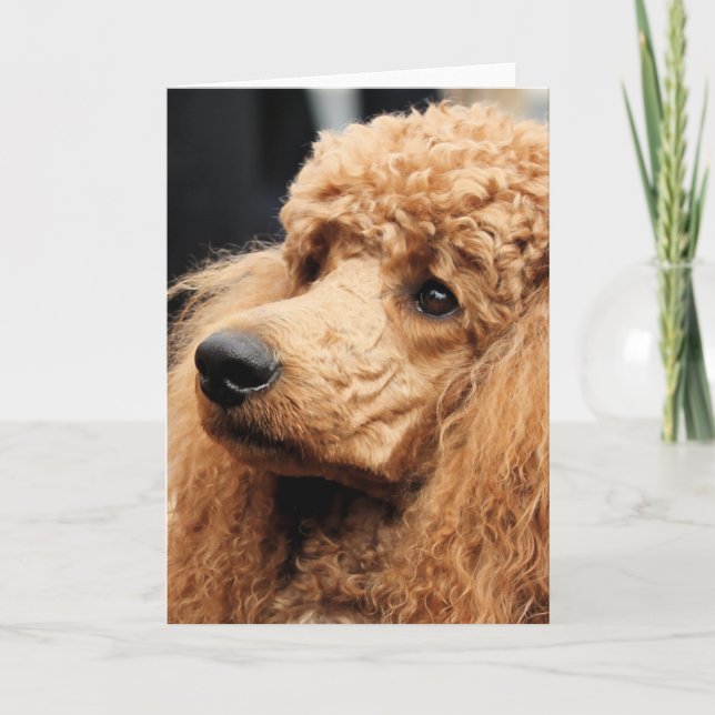 Poodle Day 2010 #19 Card (Front)