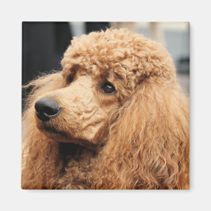 Poodle Day 2010 #19 Magnet