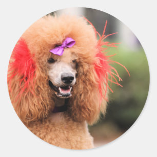 Poodle Day 2010 #1 Classic Round Sticker