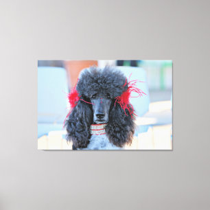 Poodle Day 2016 - Phoebe - Standard Poodle Canvas Print