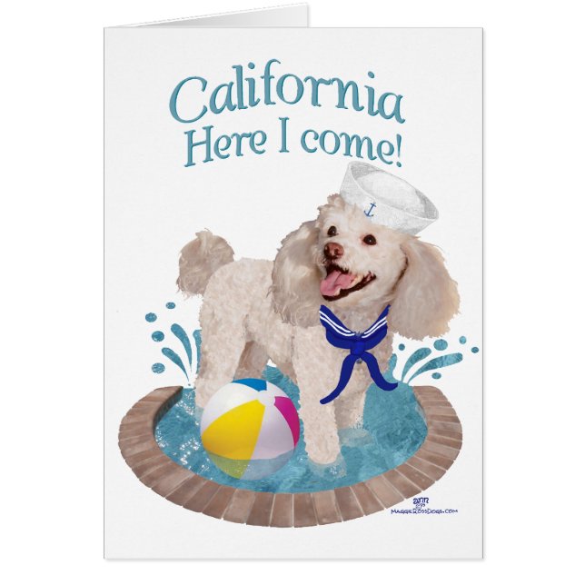 Poodle de Californie (Devant)