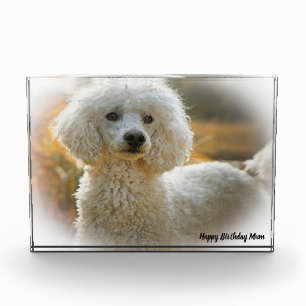 Poodle Dog Photo Block