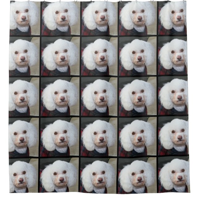 Poodle dog Shower Curtain (Front)
