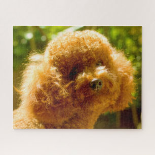 Poodle Dogs. Jigsaw Puzzle