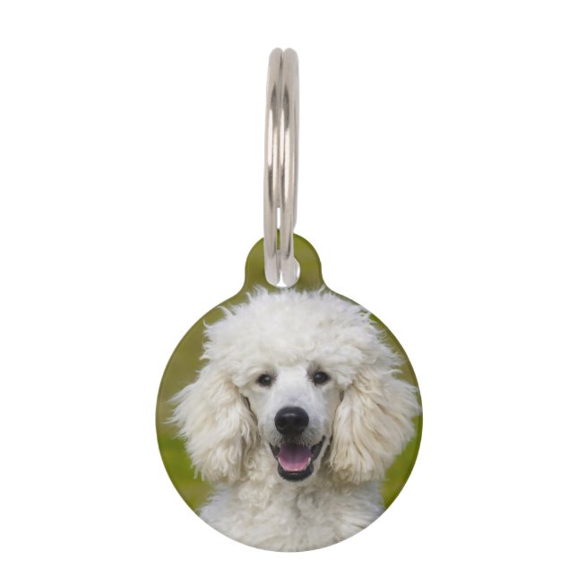 Poodle Dogs. Pet Tag (Front)