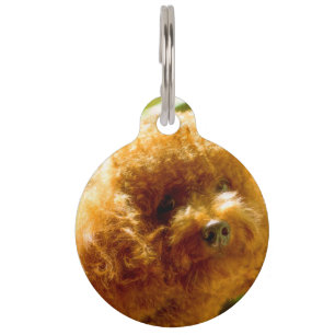 Poodle Dogs. Pet Tag