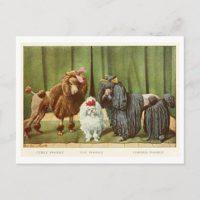 Poodle Dogs Postcard (Front)