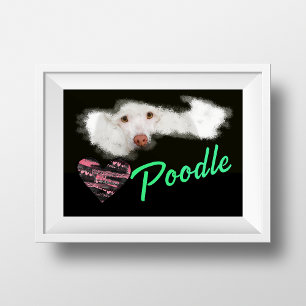 Poodle Eyes Solid Colour Poster
