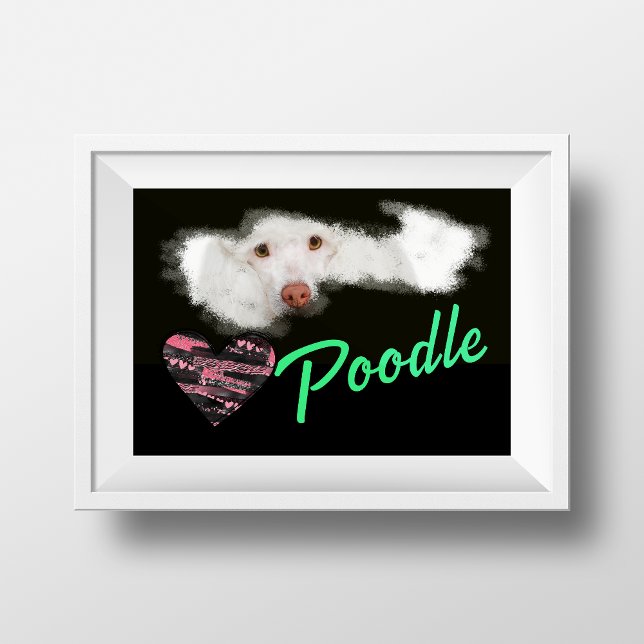 Poodle Eyes Solid Colour Poster (Creator Uploaded)