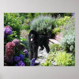 Poodle Garden Print