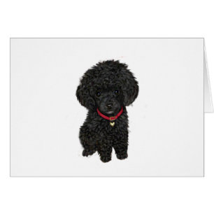 Poodle miniature ou jouet - Noir 1