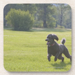 Poodle playing frisbee coaster